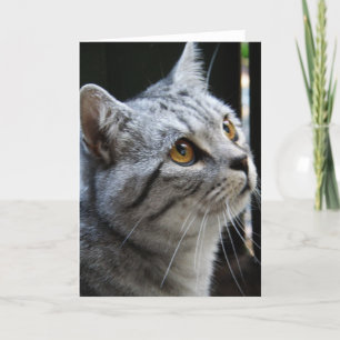 Tarjeta del gato del alcohol