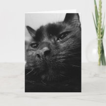 Tarjeta del gato negro