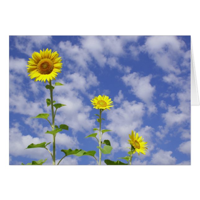 Tarjeta del girasol (Anverso (Horizontal))