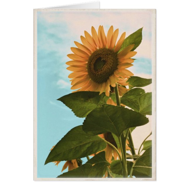 Tarjeta del girasol - espacio en blanco (Frente)