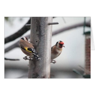 Tarjeta del Goldfinch