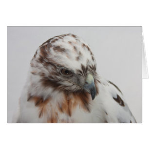 Tarjeta del halcón