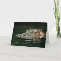 Tarjeta del Hippopotamus