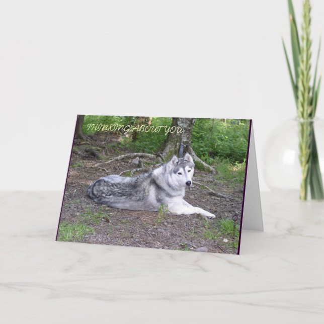 TARJETA DEL HUSKY SIBERIANO (Anverso)