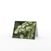Tarjeta del hydrangea de Oakleaf (quercifolia del