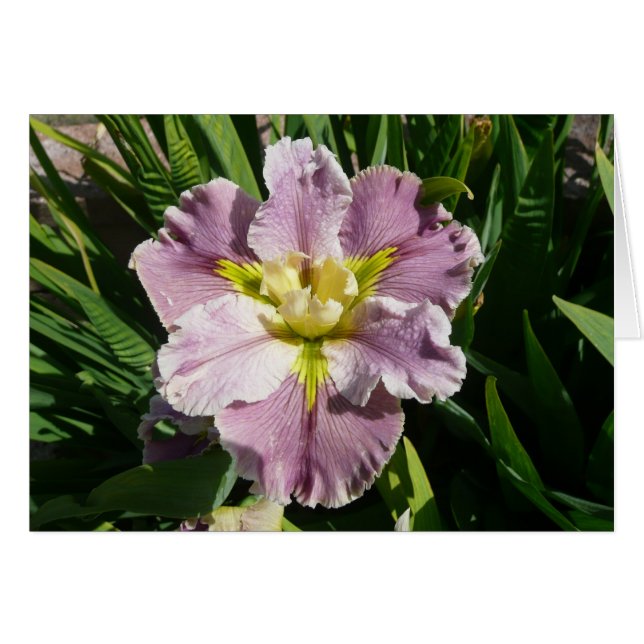 TARJETA del IRIS - REZAGADO de DUREL - tarjeta en (Anverso (Horizontal))