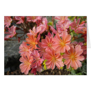 Tarjeta del Lewisia