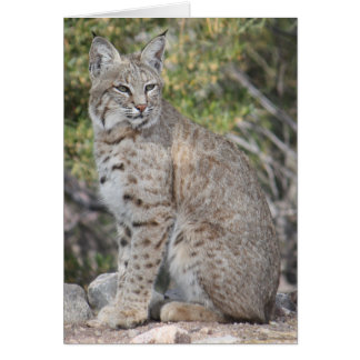 Tarjeta del lince del desierto