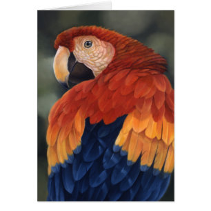 Tarjeta del Macaw