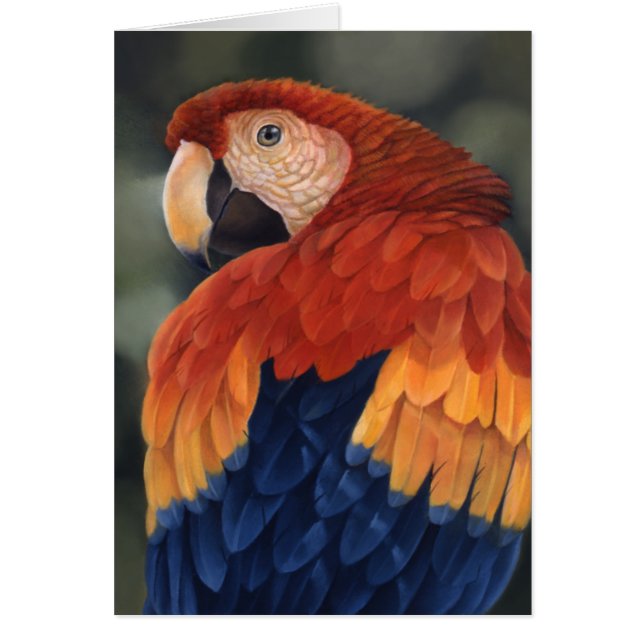 Tarjeta del Macaw (Frente)