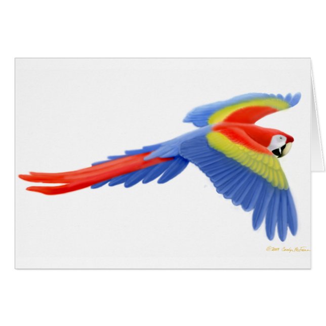 Tarjeta del Macaw del escarlata (Anverso (Horizontal))