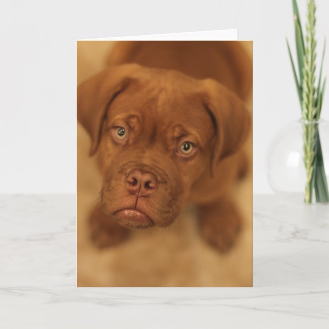 tarjeta del mastín del perrito de dogue de (Anverso)