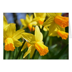 Tarjeta del narciso