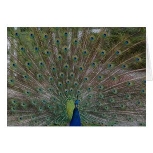 Tarjeta del pavo real (apuntale su materia)