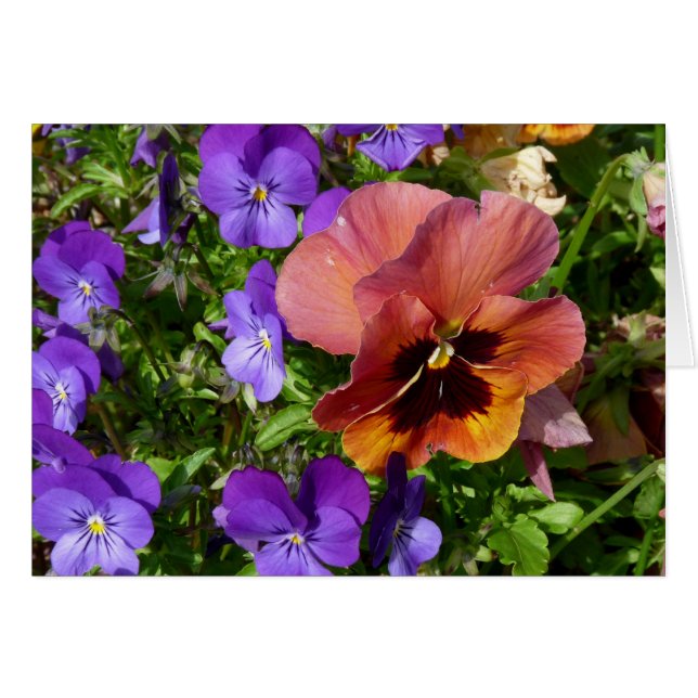 Tarjeta del pensamiento y de las violetas (Anverso (Horizontal))