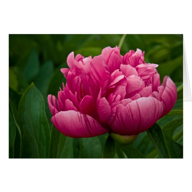 Tarjeta del Peony (Anverso (Horizontal))