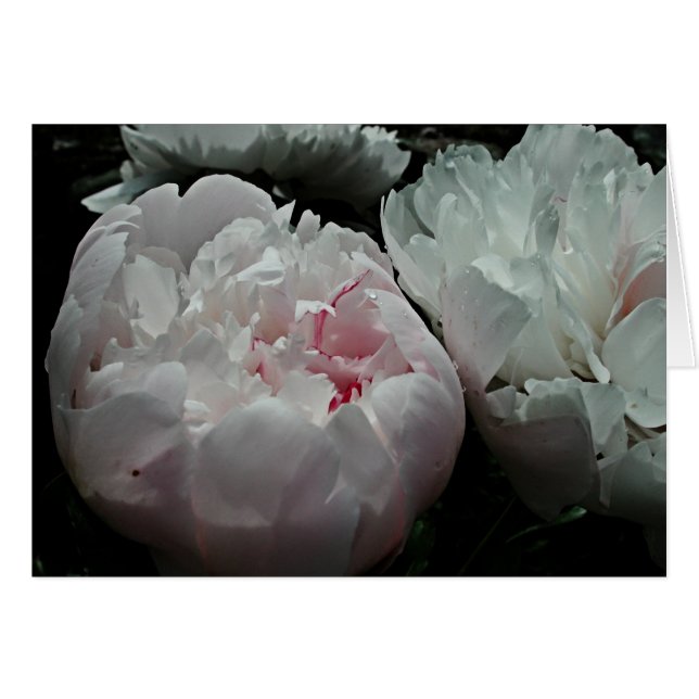 Tarjeta del Peony (Anverso (Horizontal))