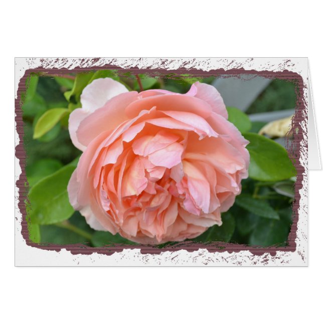 Tarjeta del Peony del melocotón (Anverso (Horizontal))