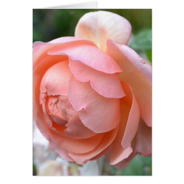 Tarjeta del Peony del melocotón (Frente)