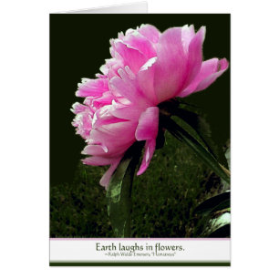 Tarjeta del Peony del sorbete