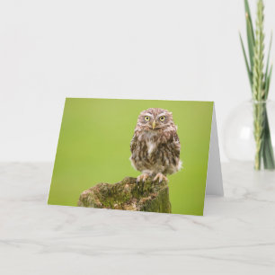 Tarjeta del pequeño búho por el cARTerART