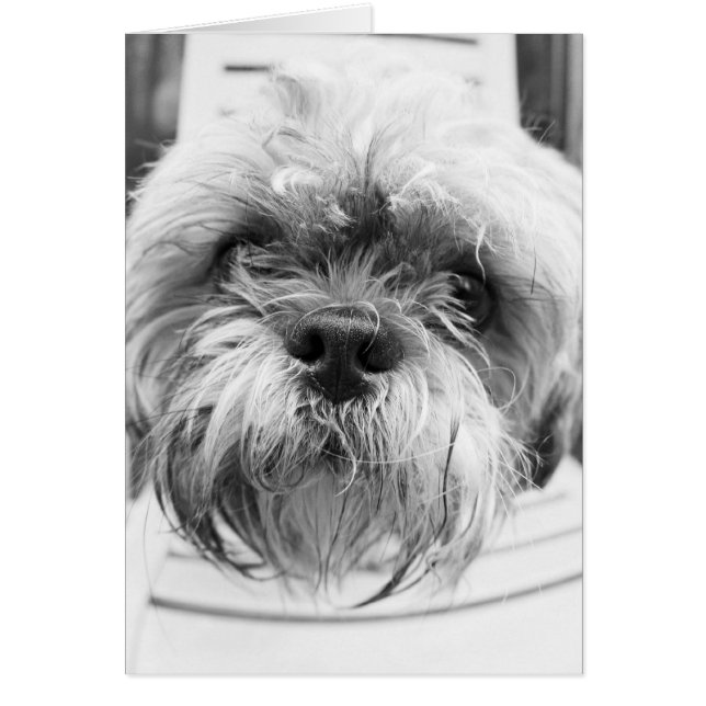 Tarjeta del perrito (Frente)