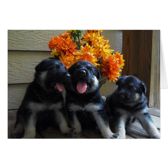 Tarjeta del perrito (Anverso (Horizontal))