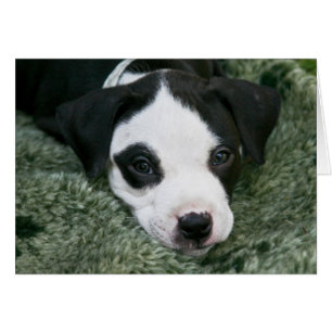 Tarjeta del perrito de Terrier de pitbull - "Angie