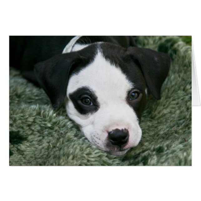 Tarjeta del perrito de Terrier de pitbull - "Angie (Anverso (Horizontal))