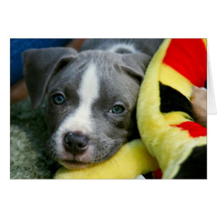 Tarjeta del perrito de Terrier de pitbull - "Mikey