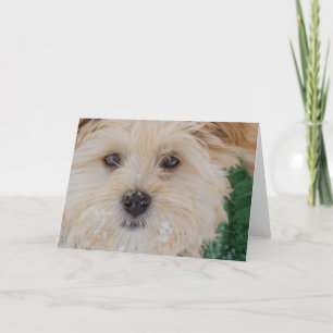 Tarjeta del perrito Nevado Havanese