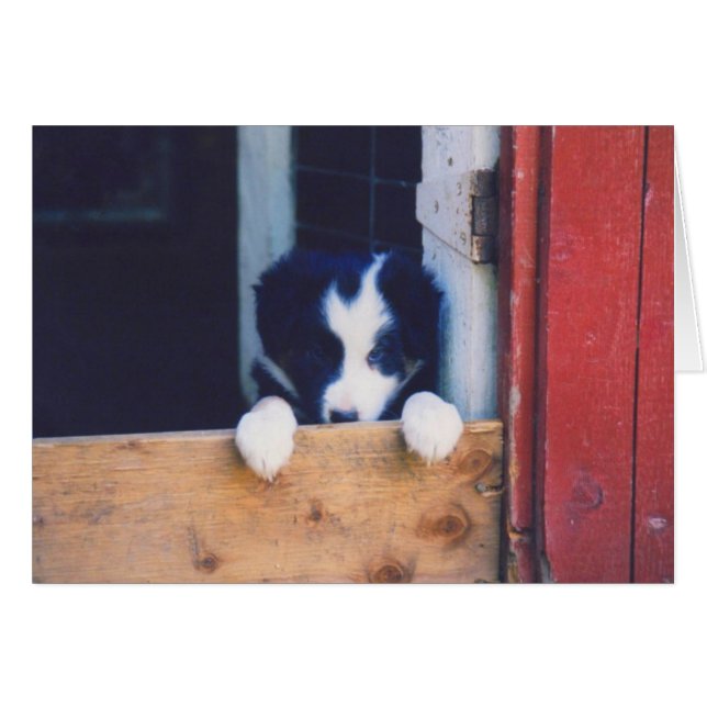 Tarjeta del perro de perrito del border collie (Anverso (Horizontal))