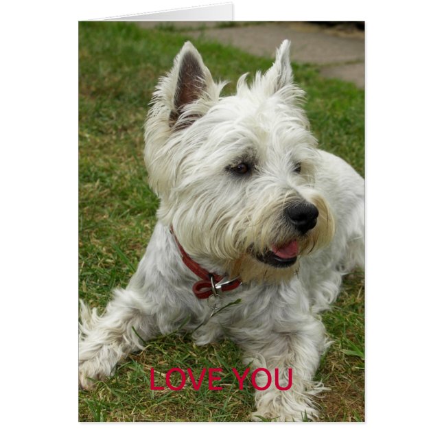 Tarjeta del perro de Westie (Frente)