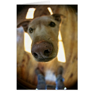 Tarjeta del personalizable de la nariz de perro