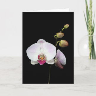 Tarjeta del "Phalaenopsis"