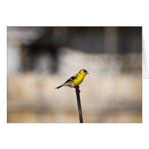 Tarjeta del pinzón del oro