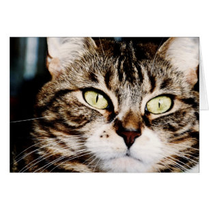 Tarjeta del primer de los ojos de gato