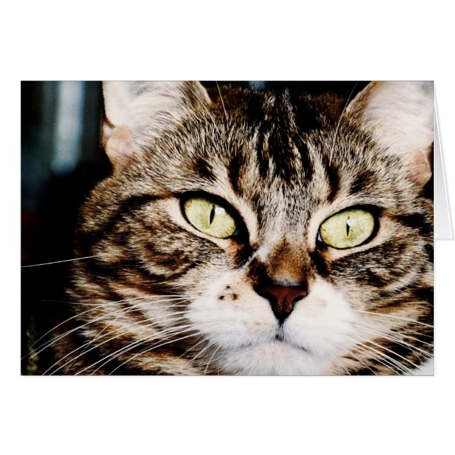Tarjeta del primer de los ojos de gato (Anverso (Horizontal))