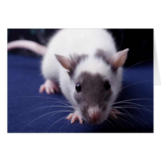 Tarjeta del problema (Anverso (Horizontal))