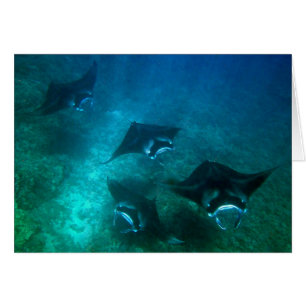 Tarjeta del rayo de Manta