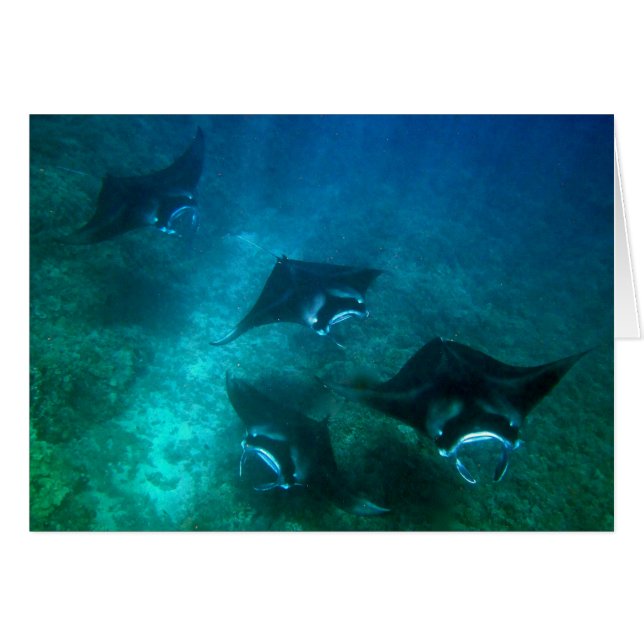 Tarjeta del rayo de Manta (Anverso (Horizontal))