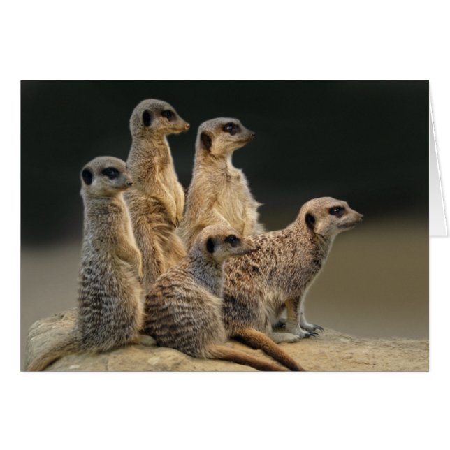 Tarjeta del retrato de la familia (Anverso (Horizontal))