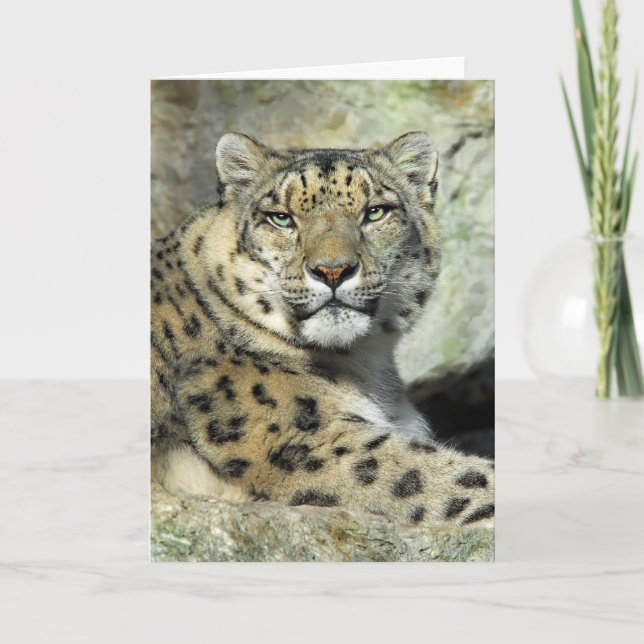 Tarjeta del retrato de Lepord de la nieve (Anverso)