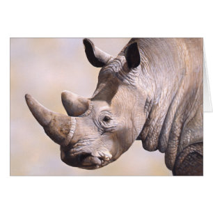 Tarjeta del rinoceronte