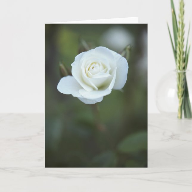 Tarjeta del rosa blanco (Anverso)