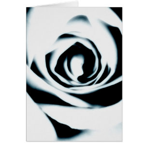 Tarjeta del rosa blanco