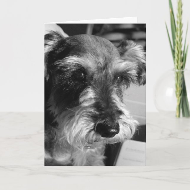 tarjeta del schnauzer (Anverso)