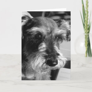 tarjeta del schnauzer