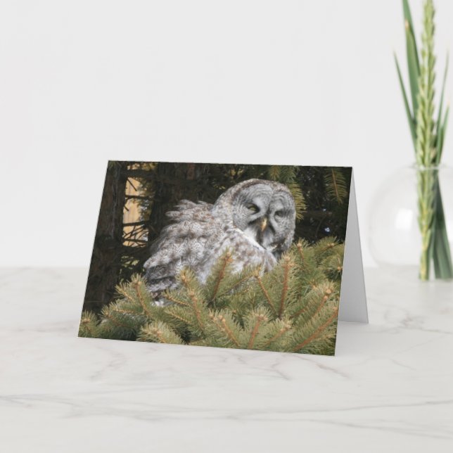 Tarjeta del solsticio con el búho de gran gris (Anverso)