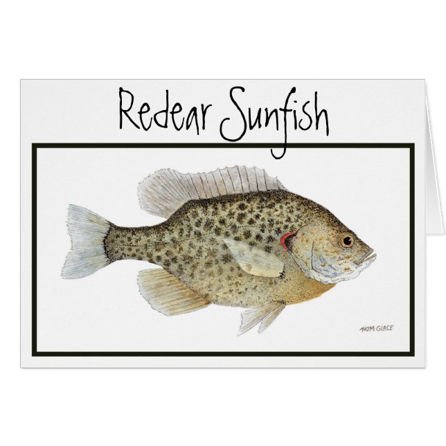 Tarjeta del Sunfish de Redear (Anverso (Horizontal))